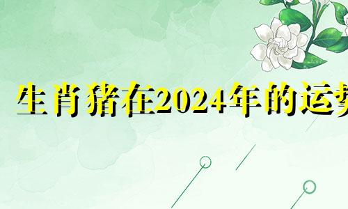 生肖猪在2024年的运势 2024年属猪人的全年运势详解