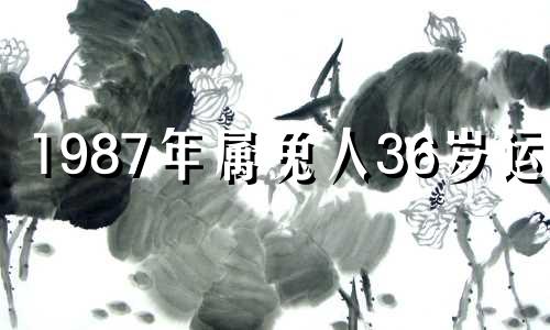 1987年属兔人36岁运势 87年的兔36岁后命好