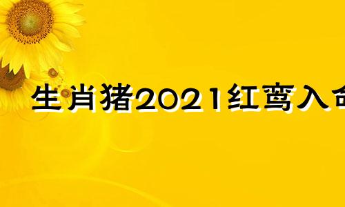 生肖猪2021红鸾入命 属猪的红鸾星