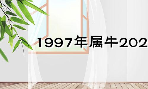 1997年属牛202 1年运势 1997年属牛2024年运势及运程每月运程