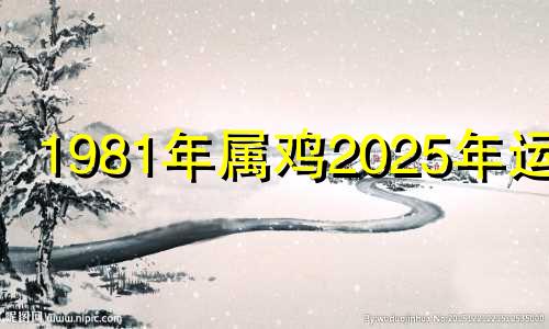 1981年属鸡2025年运势 1981年生人2024年运势